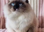 Onorina - Siberian Cat For Sale - Brighton&comma; CO&comma; US