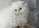 Luchik - British Shorthair Cat For Sale - Miami&comma; FL&comma; US