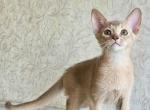 Alyssa - Abyssinian Cat For Sale - Pembroke Pines&comma; FL&comma; US