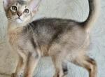 Apologize - Abyssinian Cat For Sale - Pembroke Pines&comma; FL&comma; US