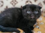 HERMES - Scottish Fold Cat For Sale - Grand Rapids&comma; MI&comma; US