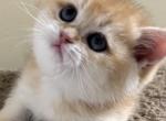 Litter E - British Shorthair Cat For Sale - Staten Island&comma; NY&comma; US