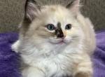 Seal tortie mink ragdoll - Ragdoll Cat For Sale - Jacksonville&comma; NC&comma; US