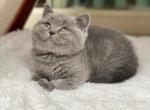 Stella - British Shorthair Cat For Sale - Vancouver&comma; WA&comma; US