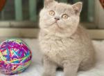 Troy - British Shorthair Cat For Sale - Vancouver&comma; WA&comma; US