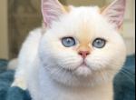 Ariel - British Shorthair Cat For Sale - Los Angeles&comma; CA&comma; US