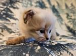 Oliver - Siberian Cat For Sale - San Diego&comma; CA&comma; US