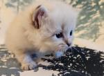 Onyx - Siberian Cat For Sale - San Diego&comma; CA&comma; US