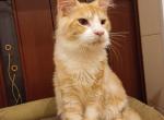 Daniel - Maine Coon Cat For Sale - Brighton&comma; CO&comma; US