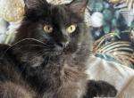 Karl - Maine Coon Cat For Sale - Brighton&comma; CO&comma; US