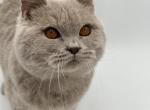 Rocco - British Shorthair Cat For Sale - Brighton&comma; CO&comma; US