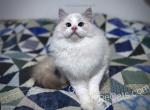 Ray - Ragdoll Cat For Sale - Tuscaloosa&comma; AL&comma; US