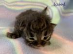 Icabod - Siberian Cat For Sale - Clintwood&comma; VA&comma; US