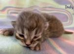 Indy - Siberian Cat For Sale - Clintwood&comma; VA&comma; US