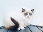 Odry - Ragdoll Cat For Sale - Miami&comma; FL&comma; US