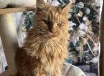 Marli - Maine Coon Cat For Sale - Brighton&comma; CO&comma; US