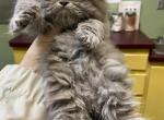 CFA Registered Persian Blue Kittens - Persian Cat For Sale - Conyers&comma; GA&comma; US