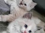 Fiona blue lynx female - Ragdoll Cat For Sale - Fort Lauderdale&comma; FL&comma; US