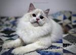 Peter - Ragdoll Cat For Sale - Tuscaloosa&comma; AL&comma; US
