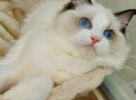 zoe - Ragdoll Cat For Sale - Los Angeles&comma; CA&comma; US