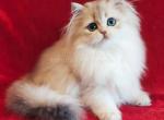 Kassandra blue golden shaded british longhair girl - British Shorthair Cat For Sale - Los Angeles&comma; CA&comma; US