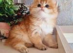 Kasper black golden shaded british longhair boy - Persian Cat For Sale - Los Angeles&comma; CA&comma; US