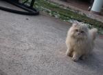 Jackie - Scottish Straight Cat For Sale - Miami&comma; FL&comma; US