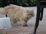 Carlos - Scottish Straight Cat For Sale - Miami&comma; FL&comma; US