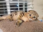 Barbara - Scottish Fold Cat For Sale - Holland&comma; PA&comma; US