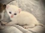 Snowball - American Curl Cat For Sale - Scottsdale&comma; AZ&comma; US