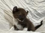 Batty - American Curl Cat For Sale - Scottsdale&comma; AZ&comma; US