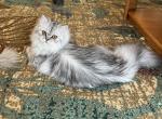 Air - Persian Cat For Sale - Farmington&comma; MI&comma; US