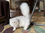 Sapphire - Persian Cat For Sale - Farmington&comma; MI&comma; US