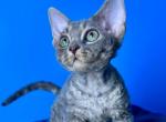 Kumiko - Devon Rex Cat For Sale - Hollywood&comma; FL&comma; US