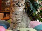 Buttons - Scottish Straight Cat For Sale - Brooklyn&comma; NY&comma; US