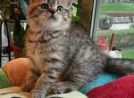 Bubble - Scottish Straight Cat For Sale - Brooklyn&comma; NY&comma; US