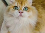 Nanno - British Shorthair Cat For Sale - Los Angeles&comma; CA&comma; US