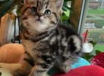 Ramses - Scottish Straight Cat For Sale - Brooklyn&comma; NY&comma; US