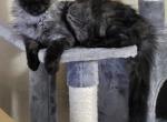 Kurt - Maine Coon Cat For Sale - Staten Island&comma; NY&comma; US
