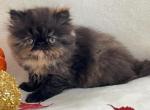 Diasy - Persian Cat For Sale - Vancouver&comma; WA&comma; US