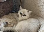 Golden chinchilla color point girl - Scottish Straight Cat For Sale - Sun City Center&comma; FL&comma; US