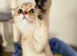Wiggy - Scottish Fold Cat For Sale - Levittown&comma; PA&comma; US