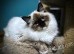 Rose - Ragdoll Cat For Sale - Tuscaloosa&comma; AL&comma; US