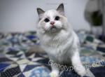 Egon - Ragdoll Cat For Sale - Tuscaloosa&comma; AL&comma; US