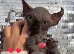 SOLD Black Sphynx Elf Girl Coco - Sphynx Cat For Sale - Lockport&comma; IL&comma; US