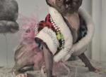 SOLD Sphynx Girl Mary - Sphynx Cat For Sale - Lockport&comma; IL&comma; US
