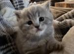 Little Miss - Scottish Straight Cat For Sale - Denver&comma; CO&comma; US