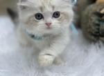 Highland Straight bicolor point girl - Scottish Fold Cat For Sale - Sun City Center&comma; FL&comma; US