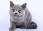 Viking - British Shorthair Cat For Sale - Hollywood&comma; FL&comma; US