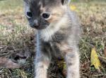 Belle - Maine Coon Cat For Sale - Columbus&comma; GA&comma; US